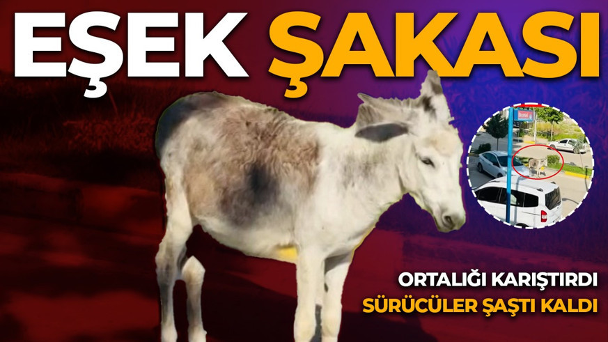 Dakikalarca kıpırdamadı! Başıboş eşek trafiği kilitledi, sürücüler ne yapacağını şaşırdı