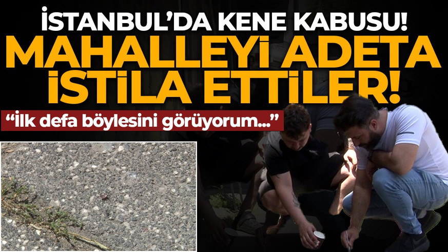 İstanbul'da kene kabusu! Mahalleyi adeta istila ettiler: "İlk defa böylesini görüyorum"