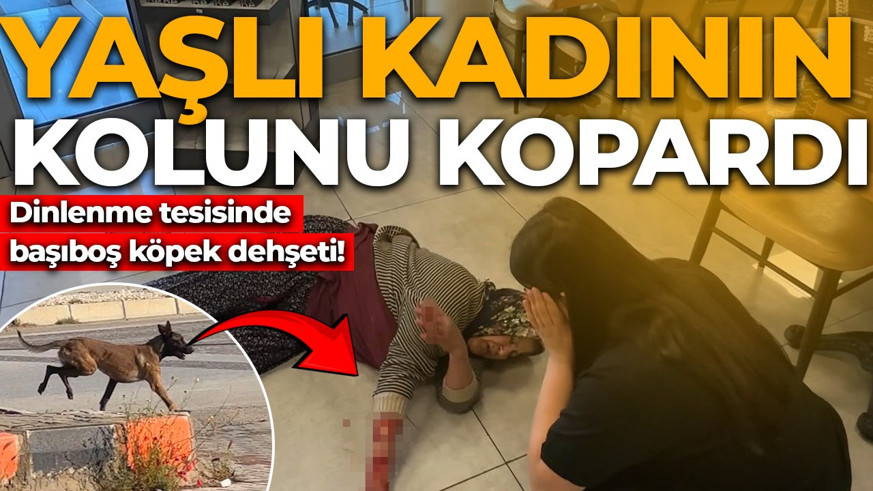 Dinlenme tesisinde başıboş köpek dehşeti! 53 yaşındaki kadının kolunu kopardı