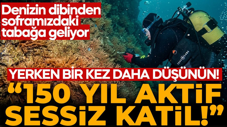 Köpekbalığından kuşa yüzlerce türü 150 yıl yok ediyor: Marmara'nın dibinden çıkarıldı