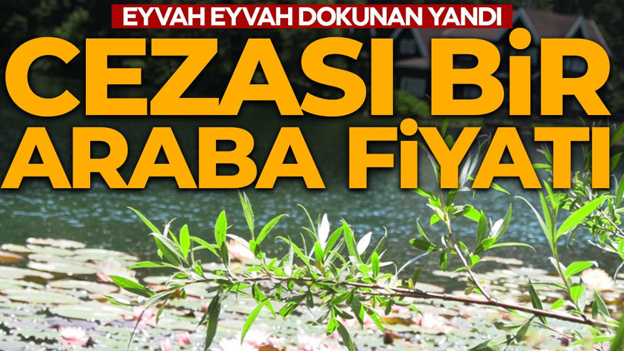 Eyvah eyvah, dokunan yandı! Cezası: bir araba fiyatı