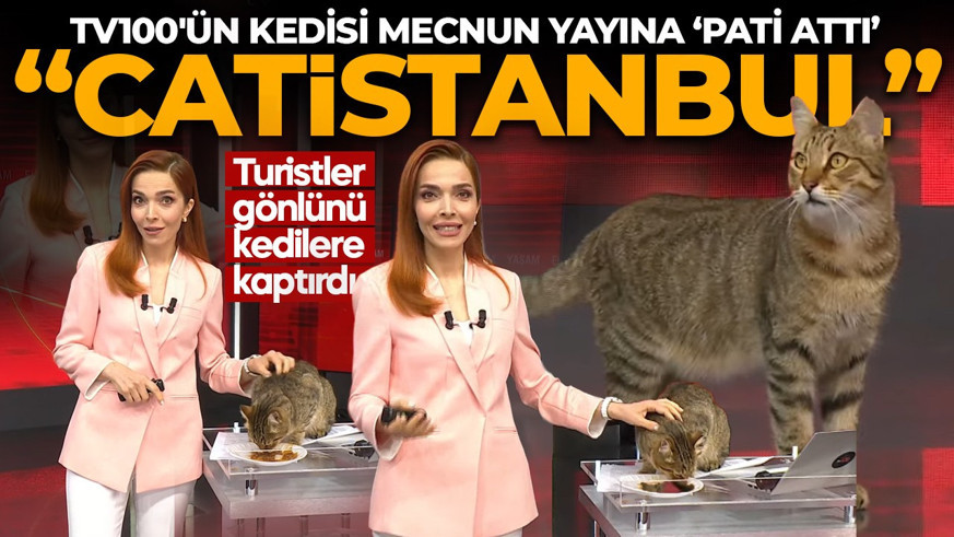 Kediler şehri İstanbul! Yabancı turistler navigasyonla kedi arıyor! tv100'ün kedisi Mecnun canlı yayında!