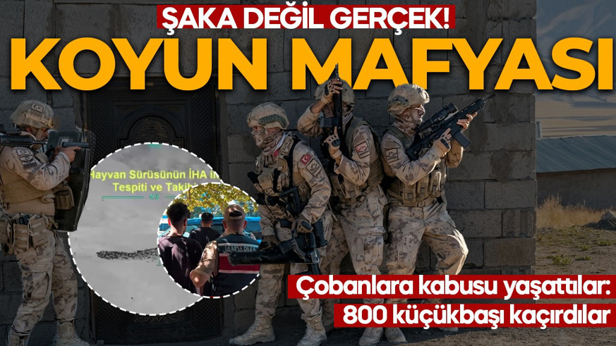 Şaka değil gerçek! Koyun mafyası çobanlara kabusu yaşattı: 800 küçükbaşı kaçırdılar