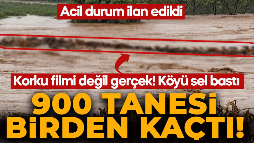 Korku filmi sahnesi değil gerçek! Köyü sel bastı 900 kobra ve yılan kaçtı