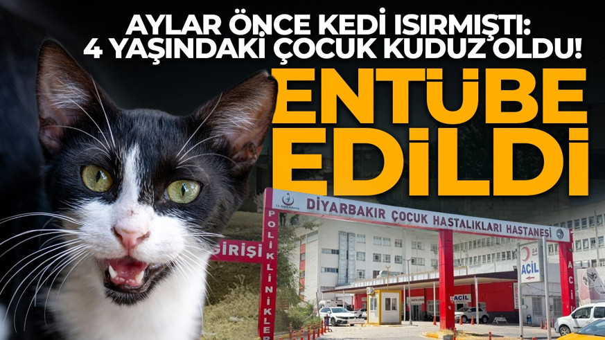 Diyarbakır'da bir mahallede büyük panik! Kedi tarafından ısırılan çocuk entübe edildi! Valilikten açıklama geldi