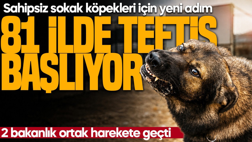 81 ilde sahipsiz hayvan denetimi! Müfettişler sahaya iniyor