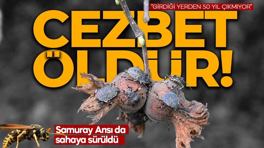 Fındığı olanlar dikkat! İstilacı kokarcaya 'Cezbet-Öldür' tuzağı! Samuray Arısı da sahaya sürüldü!