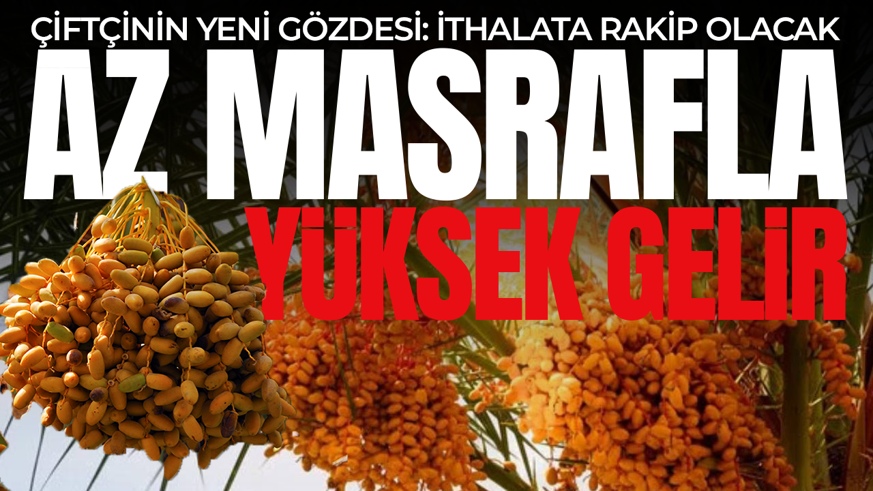 Çiftçinin yeni gözdesi: İthalata rakip olacak! Az masrafla yüksek gelir getiriyor