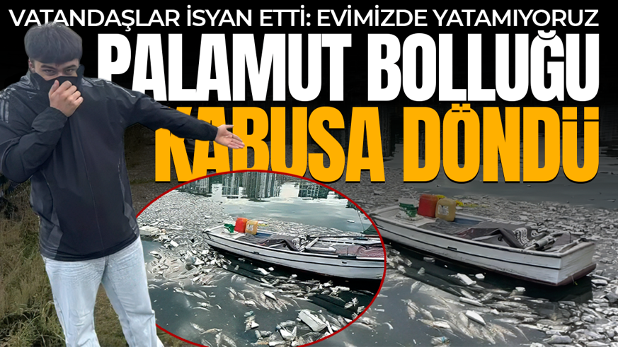 Palamut bolluğu kabusa döndü! Vatandaşlar isyan etti: Evimizde yatamıyoruz