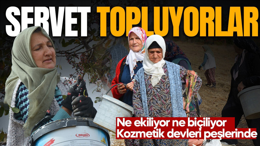 Ne ekiliyor ne biçiliyor! Dağlarda yetişiyor, para kazandırıyor! Kozmetik devleri peşinde