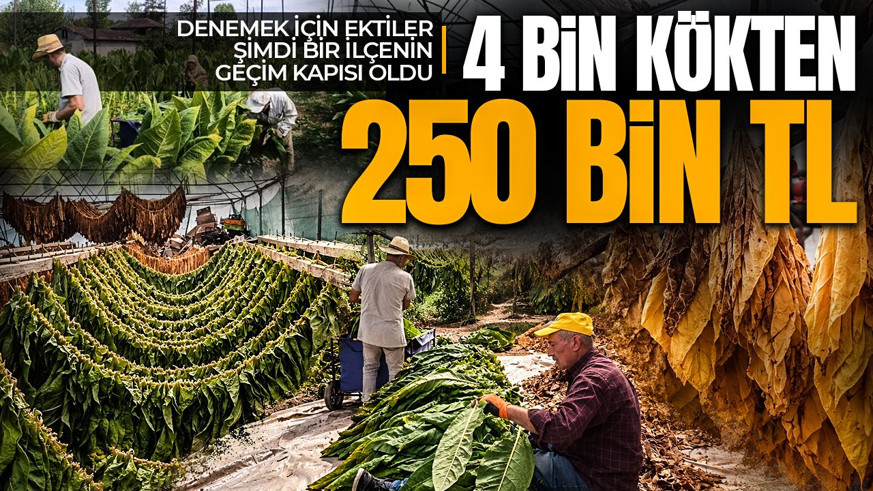 Denemek için ektiler, kazançları hiç beklemediği bir yere gitti! Şimdi bir ilçenin yeni geçim kapısı oluyor