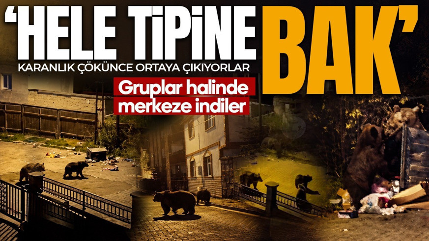 Sarıkamış'ta ayılar sokakları mesken tuttu! Vatandaşın sözleri güldürdü: Hele tipe bak